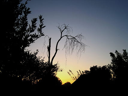zonsondergang, zacht, gloed, geel, roze, bomen, silhouet, hemel, blauw, boom, geen mensen, fabriek, natuur, schoonheid in de natuur, kalmte, rustige scène, scenics - natuur, groei, tak, niet-stedelijke scène, buitenshuis, idyllisch, lage hoekweergave, Oranje kleur, schemer, wolk - lucht, 2K, CC0, publiek domein, royaltyvrij