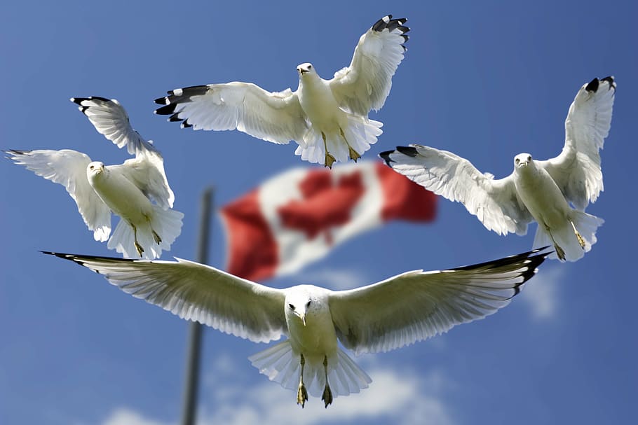 quatre, volant, blanc, ocells, bandera, Canadà, fons, gavines, formació, cel, blau, banderes, color, país, núvols, bandera canadenca, seegulls canadencs, ocell, animal, naturalesa, gavina, ala dels animals, vida salvatge, llibertat, temes d'animals, fauna animal, grup d’animals, ales separades, animals a la natura, vertebrats, Color blanc, vista d’angle baix, a l'aire, cap gent, moviment, dia, part del cos dels animals, batent, ramat d’ocells, 5K