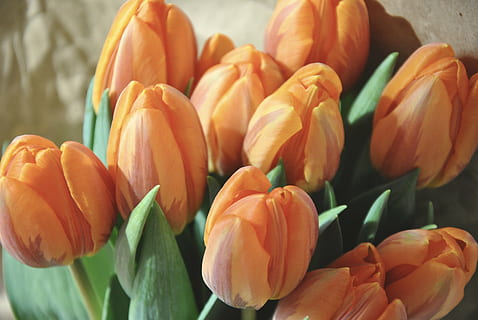 bunga-bunga, Jeruk, musim semi, tulip, bunga tulp, alam, bunga, buket, kuning, menanam, musim, kepala bunga, daun bunga, kesegaran, merapatkan, tanaman berbunga, warna oranye, kerentanan, kerapuhan, keindahan di alam, tidak ada orang, hal berkembang, di luar rumah, hari, pertumbuhan, fokus pada latar depan, merangkai bunga, seikat bunga, kelembutan, 4K, CC0, domain publik, bebas royalti