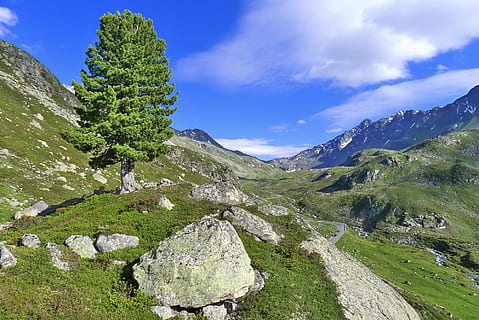 Baum, bestehen, alpin, berge, alpin, Berge, graubünden, Waldgrenze, Traumlandschaft, Berg, Natur, Landschaft, Sommer-, szenen, draußen, europäische alpen, grüne Farbe, Rock - Objekt, Gebirge, Himmel, Gras, Gipfel, Blau, Europa, Tal, Wiese, Schönheit in der Natur, Wandern, keine Leute, Hügel, Panorama-, wolke - himmel, Szenen - Natur, Umgebung, ruhige Szene, Ruhe, Rock, solide, Pflanze, Nicht-städtische Szene, Tag, Land, Nadelbaum, Kiefer, 1080P, CC0, gemeinfrei, lizenzfrei
