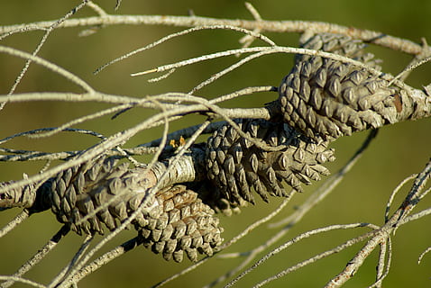 priede, pinecone, miris koks, hemang patel, tuvplāns, nav cilvēku, koncentrēties uz jaunajām zināšanām, augu, raksturs, zīme, dienā, brīdinājuma zīme, selektīvu fokusu, ārā, komunikāciju, dzīvnieku tēmas, drošību, lapas, pārtika un dzērieni, ēdiens, aizsardzību, dzīvnieku savvaļas dzīvnieki, izaugsmi, skujkoku koks, 4K, CC0, publiskais domēns, bez atlīdzības
