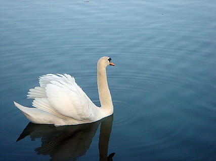 Schwan, Teich, Oberfläche, Weiß, Schwan, Teich, Blau, ein Tier, Tiere in freier Wildbahn, Tierthemen, Vogel, See, Tierwelt, Wasser, Wirbeltier, Tier, Ufergegend, Schwimmen, keine Leute, Natur, Tag, Zoologie, Schönheit in der Natur, weiße Farbe, Reflexion, Tierhals, 1080P, CC0, gemeinfrei, lizenzfrei
