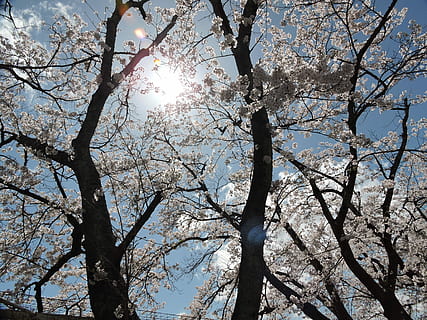 japan, kirsebær, lys, vår, kirsebærblomstring, naturlig, i full blomst, tre, himmel, anlegg, lav vinkel visning, gren, sollys, natur, skjønnhet i naturen, ingen folk, sol, dag, ro, vekst, blomstre, blomst, blomstrende plante, utendørs, naturskjønnhet - natur, lysskjær, solfylt, kirsebærblomst, kirsebærtre, 4K, CC0, offentlig domene, opphavsrett gratis
