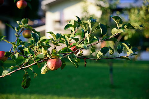 eple, tre, frukt, epletre, rød, sunn, kernobst gewaechs, natur, vitaminer, eng, gren, moden, mat og Drikke, mat, blad, spise sunt, plante del, vekst, anlegg, fokusere på forgrunnen, friskhet, ingen folk, dag, grønn farge, velvære, utendørs, nærbilde, hagearbeid, 5K, CC0, offentlig domene, opphavsrett gratis