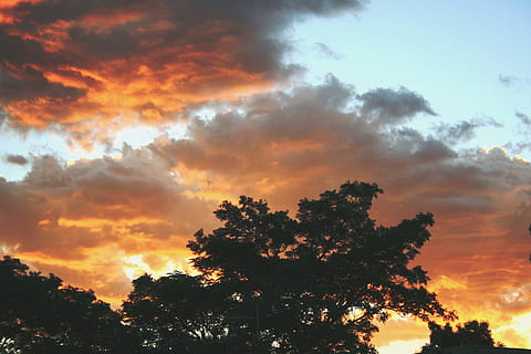 tramonto, nuvole, morbido, arancia, giallo, arancia morbida, silhouette, contrasto, raggiante, cielo, alberi, natura, nuvola - cielo, all'aperto, crepuscolo, Cloudscape, colore arancione, Paesaggi, luce del sole, sole, bellezza nella natura, estate, blu, tempo metereologico, sfondi, paesaggio, albero, pianta, la tranquillità, scenics - natura, scena tranquilla, nessuno, idilliaco, Inquadratura dal basso, crescita, scena non urbana, cielo drammatico, cima dell'albero, 4K, CC0, dominio pubblico, privo di copyright