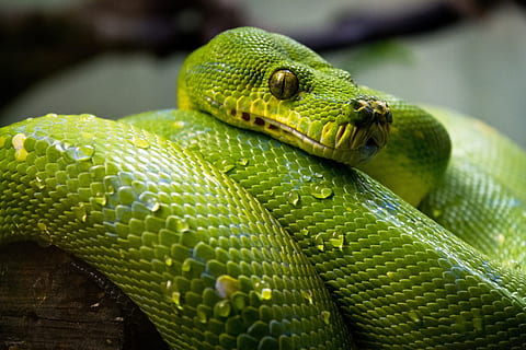 vicino, foto, verde, pitone, avvicinamento, pitone albero verde, serpente, macro, rettile, tropicale, esotico, arrotolato, ritratto, natura, fauna selvatica, temi animali, un animale, colore verde, animale, animali allo stato selvatico, vertebrato, nessuno, parte del corpo animale, giorno, zoo, testa di animale, concentrarsi sulle conoscenze acquisite, arricciato, scala animale, all'aperto, velenoso, 1080P, CC0, dominio pubblico, privo di copyright