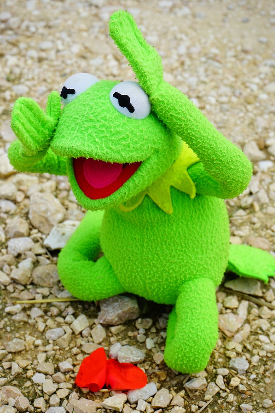 Kermit, rana, fiorire, fioritura, secco, lutto, sventura, disastro, infelice, verde, rosso, rappresentazione animale, giocattolo, rappresentazione, colore verde, pupazzo di pezza, avvicinamento, nessuno, animale, temi animali, natura, tappeto, concentrarsi sulle conoscenze acquisite, giorno, arte e artigianato, vista dall'alto, divertimento, umorismo, natura morta, creatività, ciottolo, 5K