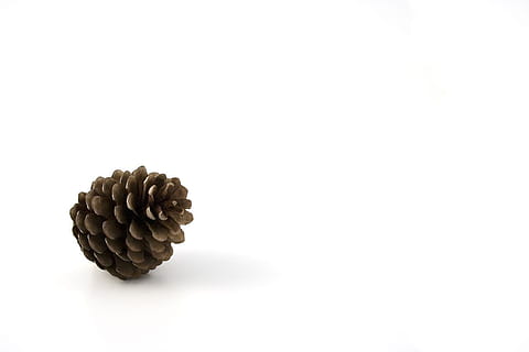 marul con pin, pin, con, toamnă, fundal, botanic, Crăciun, vesnic verde, iarnă, sezonier, natural, decora, structura, parc, cădea, frunte, sămânță, natură, decor, studio shot, prospeţime, mancare si bautura, spațiu copie, alimente, în interior, fundal alb, nici o persoana, mâncat sănătos, bunăstare, a închide, natură moartă, fruct, un singur obiect, con de brad, vedere în unghi mare, elimina, grup mare de obiecte, frumusețe în natură, conifer, 720P, CC0, domeniu public, fără drepturi de autor