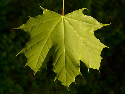 maple, maple leaf, leaf, tree, green, veins, norway maple, acer platanoides, needle leaf maple, sun, light, illuminate, leaves, back light, deciduous tree, acer, soapberry plant, sapindaceae, maple plant, aceraceae, nature, plant, green Color, close-up, forest, backgrounds, plant part, beauty in nature, growth, no people, leaf vein, focus on foreground, day, outdoors, autumn, change, natural pattern, maple tree, natural condition, 2K, CC0, public domain, royalty free