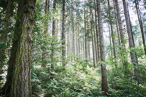 gray, trees, forest, daytime, low, angle, photo, green, forests, leaf, grass, wood, plant, nature, tree trunk, tree, woodland, day, pine tree, no people, outdoors, tranquil scene, land, trunk, tranquility, growth, beauty in nature, scenics - nature, non-urban scene, green color, low angle view, environment, pine woodland, coniferous tree, rainforest, bamboo - plant, 5K