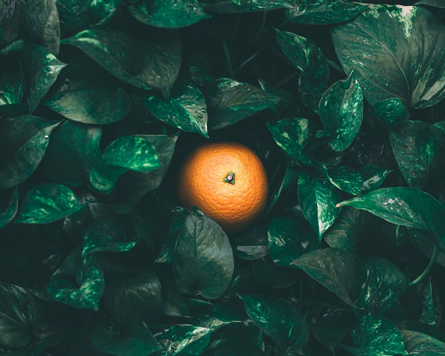 focalizzata, foto, arancia, frutta, circondato, verde, le foglie, foglia, dovuto, pioggia, bagnato, solitudine, solo, pianta, biologico, crescere, cibo, lunatico, fruite, contrasto, colore arancione, cibo e bevande, mangiare sano, agrumi, freschezza, parte vegetale, benessere, natura, nessuno, albero di arance, giorno, crescita, colore verde, albero, all'aperto, maturo, 4K