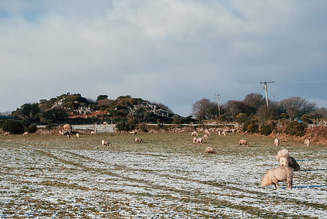 owce na polu, owca, pole, Zwierząt, krajobraz, rolnictwo, scena wiejska, woda, Natura, gospodarstwo rolne, zwierzę, żywy inwentarz, rzeka, na dworze, tematy zwierzęce, zwierzęca przyroda, zwierzęta na wolności, dzień, ssak, zwierzęta domowe, kręgowiec, krajowy, grupa zwierząt, niebo, żadnych ludzi, chmura - niebo, środowisko, psi, 2K, CC0, domena publiczna, darmowe zdjęcia