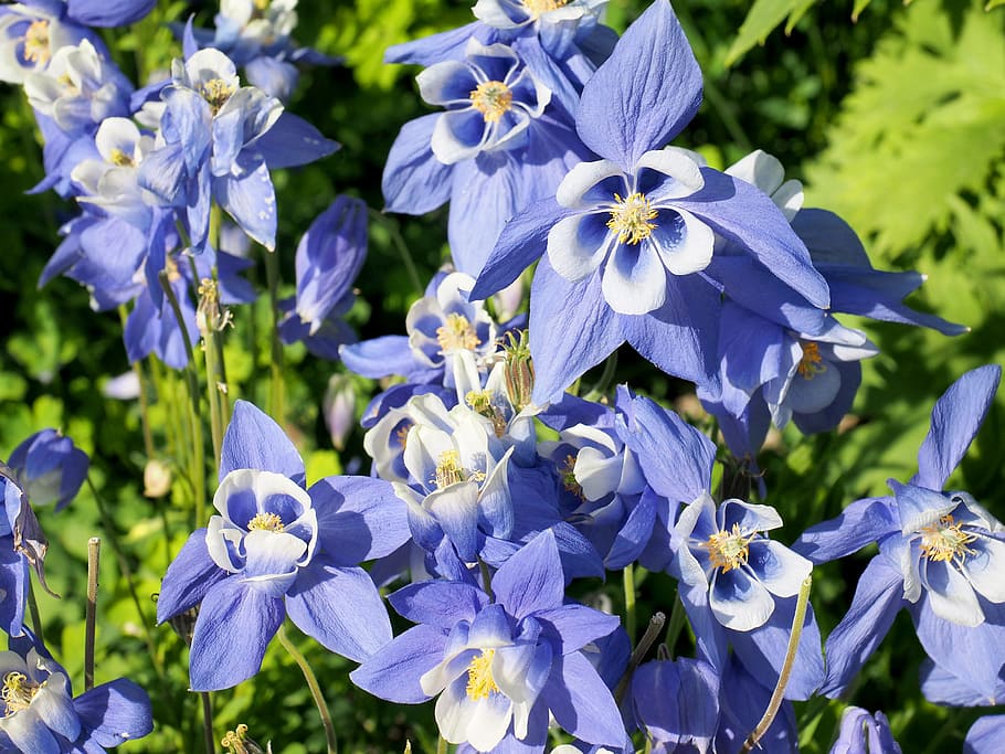 flors, blau, tancar, naturalesa, flor blava, planta amb flors, flor, porpra, pètal, vulnerabilitat, planta, fragilitat, frescor, bellesa a la natura, primer pla, creixement, cap de flor, inflorescència, centrar-se en primer pla, dia, cap gent, botànica, primavera, iris - planta, 4K