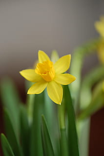 Narcis, ฤดูใบไม้ผลิ, สีเหลือง, ดอกไม้อีสเตอร์, ดอกไม้, ไม้ดอก, ปลูก, ความบอบบาง, ความอ่อนแอ, ความงามในธรรมชาติ, ใกล้ชิด, การเจริญเติบโต, กลีบดอกไม้, ช่อดอก, ความสด, หัวดอกไม้, ธรรมชาติ, ไม่มีคน, มุ่งเน้นไปที่เบื้องหน้า, กลางแจ้ง, ดอกแดฟโฟดิล, สีเขียว, วัน, สดใส, 2K, CC0, โดเมนสาธารณะ, ค่าลิขสิทธิ์ฟรี