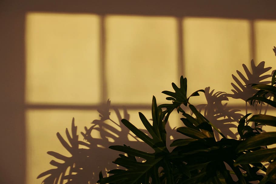 grøn, bladede, plante, beige, væg, grøn bladplante, blad, gul, skygge, sollys, indendørs, tæt på, vækst, ingen mennesker, plante del, vindue, natur, fokus på forgrunden, murbygningsfunktion, bygget struktur, arkitektur, grøn farve, skønhed i naturen, dag, potteplante, stueplante, 4K