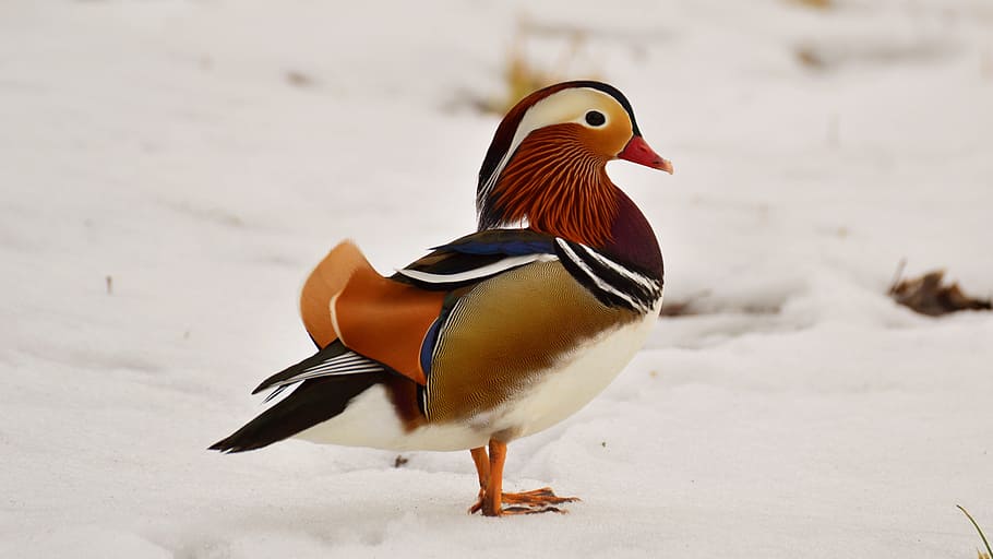 mandarina, tom, neu, ocell, temes d'animals, animal, vertebrats, fauna animal, temperatura de fred, animals a la natura, hivern, un animal, ànec, aus de corral, naturalesa, multicolor, cap gent, longitud completa, bellesa a la natura, dia, 5K