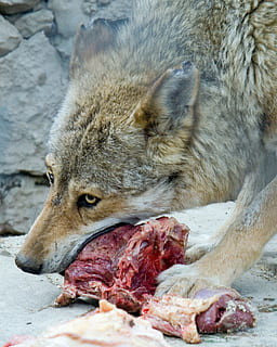 llop menjant carn, llop, menjar, predadors, animal, temes d'animals, mamífer, fauna animal, animals a la natura, un animal, cap gent, vertebrats, caça d’animals, part del cos dels animals, primer pla, cacera, menjar i beguda, sang, supervivència, relaxació, cap d’animals, 1080P, CC0, domini públic, lliure de regalies