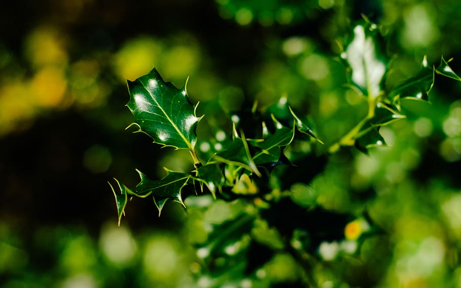 grønne blad plante, palmat bladet plante, plante, træ, vinter, grøn, sollys, blad, plante del, grøn farve, vækst, mad og drikke, natur, mad, friskhed, selektiv fokusering, ingen mennesker, tæt på, udendørs, frugt, sund kost, skønhed i naturen, dag, landbrug, jord, fokus på forgrunden, urt, 4K