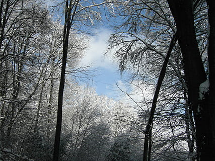 vinterhimmel, Skov, træer, træ, natur, vinter, afdeling, udendørs, sæson, landskab, plante, ro, ingen mennesker, bare træ, bagagerum, skønhed i naturen, træstamme, jord, himmel, rolig scene, vækst, dag, scenics - natur, lav vinkel visning, træ baldakin, 1080P, CC0, offentligt domæne, royaltyfrie