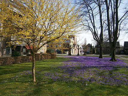nijverdal, primavera, molino, planta, árbol, flor, planta floreciendo, crecimiento, arquitectura, naturaleza, belleza en la naturaleza, estructura construida, exterior del edificio, hierba, nadie, edificio, árbol desnudo, campo, tierra, parque, día, escena tranquila, tronco de arbol, al aire libre, púrpura, 2K, CC0, dominio público, libre de derechos