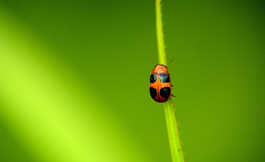 valikoiva, tarkennuskuva, leppäkerttu, matala, keskittyä valokuvaukseen, oranssi, musta, lady bug, vika, hyönteinen, vihreä, makro, punainen, eläinten villieläimet, eläinten teemoja, selkärangaton, yksi eläin, eläimiä, eläin, kuoriainen, vihreä väri, lähikuva, kasvi, luonto, ei ihmisiä, keskittyä etualalle, päivä, kasvi-osa, ruoho, kopiointitila, puun lehti, pieni, ruohonkorsi, eläinten silmä, 4K, CC0, public domain, rojaltivapaa