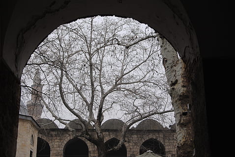 drzewo, koza, Han, Bursa, nieskończoność, myślący, ogród, niebo, łuk, architektura, zbudowana struktura, nagie drzewo, na zewnątrz budynku, żadnych ludzi, historia, przeszłość, niski kąt widzenia, Natura, dzień, Oddział, budynek, na dworze, roślina, łukowaty, stary, okno, kolumna architektoniczna, most w kształcie łuku, 4K, CC0, domena publiczna, darmowe zdjęcia
