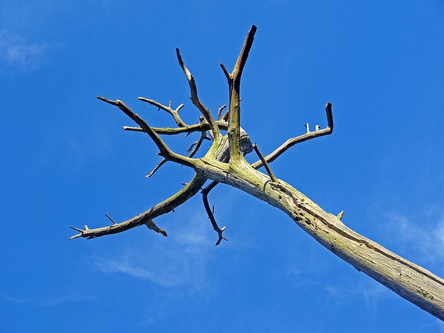 morint, arbre, mort, sequera, pi, calor, arbre moribund, morir, tribu, branca, malalt, malaltia, edat, eventide, final, blau, cel, insecte, cap gent, naturalesa, vista d’angle baix, arbre nu, dia, planta, planta morta, núvol - cel, a l'aire lliure, material de fusta, tranquil·litat, bellesa a la natura, tronc de l'arbre, tronc, escenics - natura, 2K