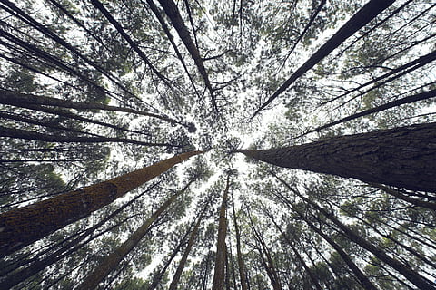 niedrig, Winkelfoto, Bäume, Perspektive, Natur, Umgebung, Wald, Blätter, Geäst, Laub, Sonnenlicht, Baum, draußen, Holz - Material, Pflanze, Kofferraum, Baumstamm, Wachstum, Land, Flachwinkelansicht, Tag, keine Leute, direkt darunter, Ruhe, Schönheit in der Natur, Baumkrone, große Höhe, Vollbild, Ast, Szenen - Natur, Bambuspflanze, Nadelbaum, 4K, CC0, gemeinfrei, lizenzfrei