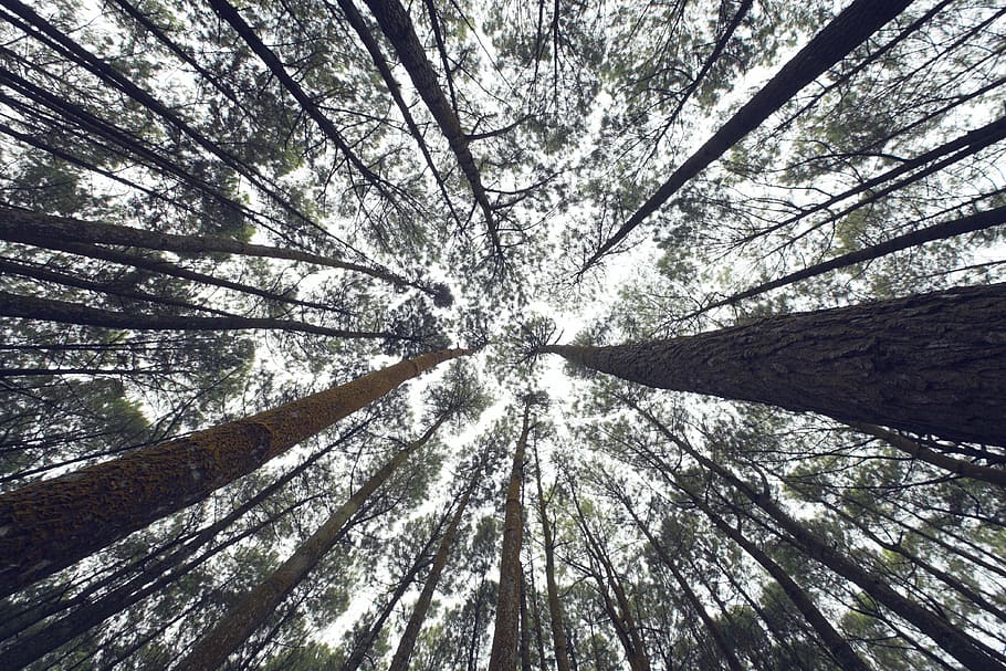 niedrig, Winkelfoto, Bäume, Perspektive, Natur, Umgebung, Wald, Blätter, Geäst, Laub, Sonnenlicht, Baum, draußen, Holz - Material, Pflanze, Kofferraum, Baumstamm, Wachstum, Land, Flachwinkelansicht, Tag, keine Leute, direkt darunter, Ruhe, Schönheit in der Natur, Baumkrone, große Höhe, Vollbild, Ast, Szenen - Natur, Bambuspflanze, Nadelbaum, 4K