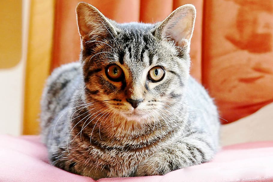 gat, bonic, getiegert, graugetiegert, ulls, sentir-se com a casa, dolç, mascotes, gat domèstic, animal, felí, animals domèstics, gatet, mamífer, animal jove, pell, tabby, bigotis, mirant, a l'interior, animals i mascotes, un animal, mirant la càmera, temes d'animals, retrat, nacional, vertebrats, mobles, relaxació, primer pla, interior de casa, centrar-se en primer pla, cap gent, ull d’animals, cap d’animals, ulls grocs, 1080P