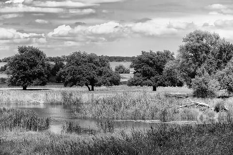 paisatge, oderbruch, naturalesa, riu, negre blanc, aigua, arbre, planta, núvol - cel, cel, tranquil·litat, creixement, bellesa a la natura, escena tranquil·la, herba, dia, camp, terra, medi ambient, llac, escenics - natura, escena no urbana, a l'aire lliure, cap gent, 4K, CC0, domini públic, lliure de regalies
