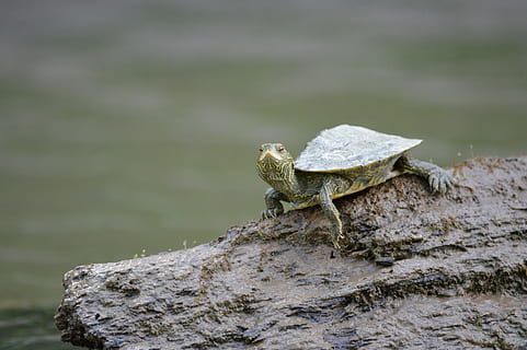 selektivní, zaostřovací fotografie, hnědý, želva, kámen, log, řeka, voda, proud, Příroda, shell, želvy, zelená, plaz, zvíře, volně žijících živočichů, obojživelník, ještěrka, zvířat, zvířata ve volné přírodě, jednoho zvířete, zaměřit se na popředí, pevný, Skála, den, nikdo, obratlovců, rock - objekt, venku, detail, selektivní zaměření, 5K, CC0, veřejná doména, bez autorských práv