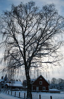 arbre, llum, hivern, neu, blau, blau blanc, paisatge, fred, màgia d'hivern, blanc, romàntic, humor, casa, temperatura de fred, temps, arbre nu, exterior de l'edifici, arquitectura, estructura construïda, planta, naturalesa, edifici, cobertura, branca, bellesa a la natura, cap gent, dia, cel, escenics - natura, a l'aire lliure, casa de camp, clima extrem, nevar, 2K, CC0, domini públic, lliure de regalies