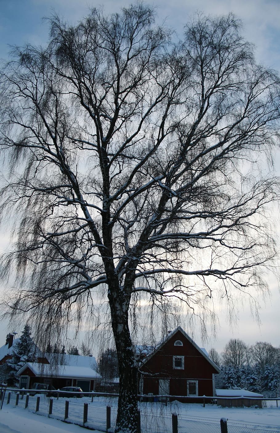 arbre, llum, hivern, neu, blau, blau blanc, paisatge, fred, màgia d'hivern, blanc, romàntic, humor, casa, temperatura de fred, temps, arbre nu, exterior de l'edifici, arquitectura, estructura construïda, planta, naturalesa, edifici, cobertura, branca, bellesa a la natura, cap gent, dia, cel, escenics - natura, a l'aire lliure, casa de camp, clima extrem, nevar, 2K