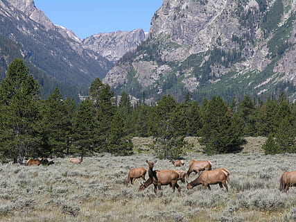 ramat, cérvols, camp de gespa, muntanya, durant el dia, elk, pasturatge, muntanyes, paisatge, vida salvatge, naturalesa, desert, Grand Teton National Parky, wyoming, EUA, herba, animals, accidentat, animals a la natura, Serra, fauna animal, animal, dia, a l'aire lliure, temes d'animals, cap gent, planta, mamífer, arbre, bellesa a la natura, escenics - natura, terra, bestiar, grup d’animals, animals domèstics, medi ambient, camp, herbívors, pi, 1080P, CC0, domini públic, lliure de regalies