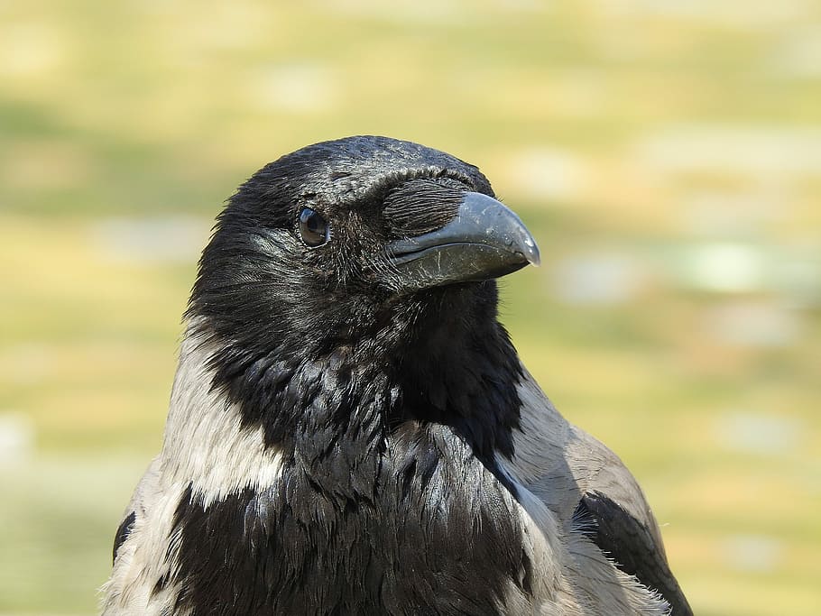corb negre, Corb, cap, factura, ocell, animal, ocell de corb, negre, gris, naturalesa, assegut, bec negre, món animal, temes d'animals, fauna animal, un animal, animals a la natura, vertebrats, color negre, centrar-se en primer pla, primer pla, corb - ocell, bec, part del cos dels animals, dia, cap gent, cap d’animals, mirant, mirant cap a fora, rapinyaire, vista del perfil, ull d’animals, 4K