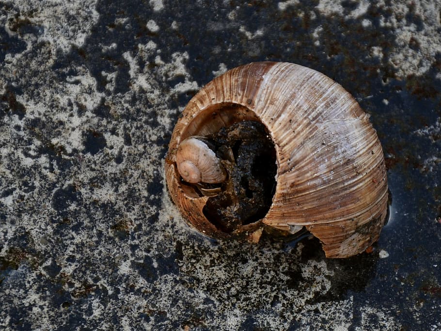 Schale, alt, Gehäuse, Natur, Schnecke, Zuhause, Garten, ein Tier, Tierthemen, Tiere in freier Wildbahn, Nahansicht, Tierwelt, keine Leute, Tierhülle, Tier, texturiert, Tag, wirbellos, Weichtier, Muschel, solide, Rock, Schönheit in der Natur, einzelnes Objekt, draußen, 4K