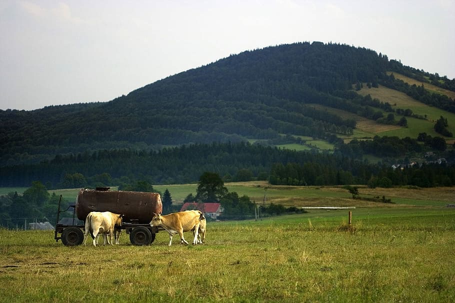 Kühe, Kuh, Getränk, Trinken, Berg, Dorf, Hügel, Bauernhof, Tier, Tiere, Land, Landschaft, Molkerei, Landwirtschaft, Ackerland, Gras, Weide, ländlich, Pferd, Tierthemen, Haustiere, Säugetier, Feld, inländisch, Vieh, Tierwelt, Pflanze, Wirbeltier, Arbeitstier, Transport, ein Tier, Baum, pflanzenfressend, 720P