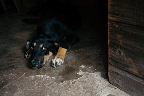 chien mignon couché, mignonne, chien, animaux, animaux domestiques, animal, canin, chien de race, une personne, section basse, journée, un seul homme, à l'intérieur, séance, un animal, national, mammifère, thèmes animaux, vertébré, relaxation, sol, personne, vue grand angle, couleur noire, repos, regardant, allongé, portrait, tête d'animal, 4K, CC0, domaine public, libre de droits