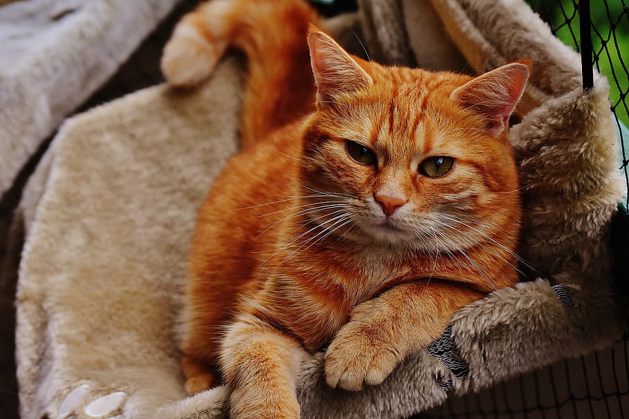 taronja, tabby, gat, beix, drap, vermell, bonic, verat, tigre, dolç, feliç, animal, gat domèstic, pell, món animal, mascota, adidas, cara de gat, gat jove, juganer, tabby de verat vermell, gatet, gat vermell, ulls de gat, mascotes, felí, animals domèstics, temes d'animals, cap gent, assegut, un animal, mirant la càmera, mamífer, nacional, vertebrats, relaxació, gat de gingebre, bigotis, mirant cap a fora, marró, mirant, centrar-se en primer pla, 5K