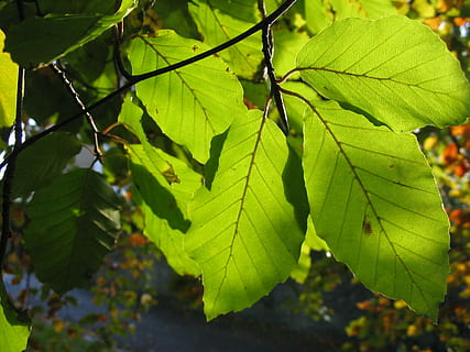 haya, hojas, árbol, rayos de sol, cerrar, Dom, rayos, mediante, hoja, color verde, naturaleza, otoño, día, al aire libre, parte de la planta, planta, crecimiento, belleza en la naturaleza, de cerca, centrarse en primer plano, nadie, vena de la hoja, frescura, rama, luz del sol, tranquilidad, hoja de arce, 720P, CC0, dominio público, libre de derechos