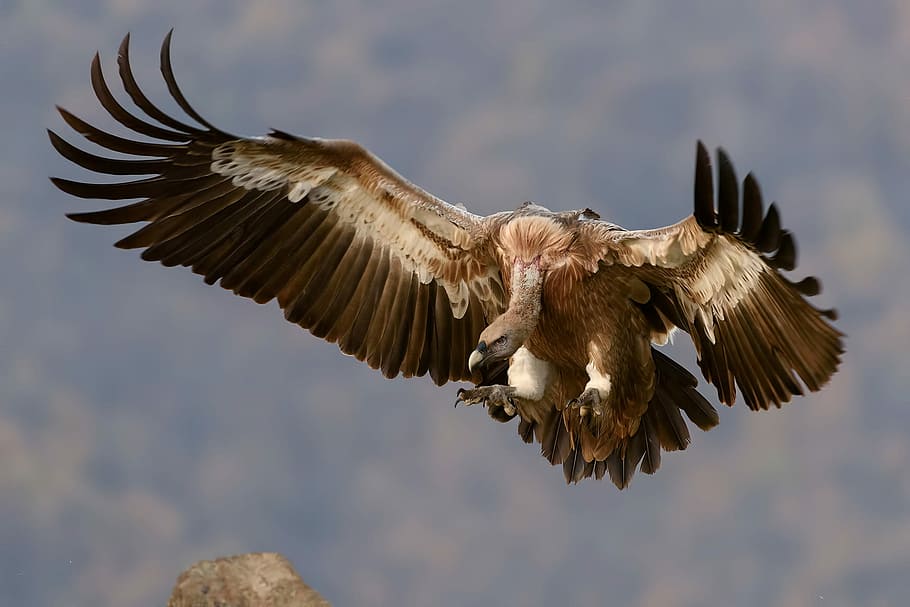 braun, Geier, fliegend, tagsüber, Vogel, fliegen, Feder, Flügel, Flug, Raubvogel, Kralle, Landung, Himmel, Natur, Adler, Sport, Meer, schließen, Tierthemen, die Flügel ausbreiten, Tiere in freier Wildbahn, Tier, Tierwelt, ein Tier, Wirbeltier, in der Luft, Adler - Vogel, Bewegung, Weißkopfseeadler, Tierkörperteil, keine Leute, Fokus auf den Vordergrund, Tierflügel, draußen, flattern, 1080P