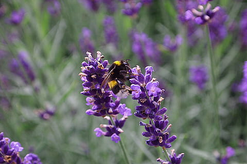 lavendel, humle, bug, hage, blomster, sommer, blomst, lilla, ett dyr, insekt, Bie, natur, blomstrende plante, dyre temaer, dyr i naturen, skjørhet, dyr, sårbarhet, anlegg, virvelløse, skjønnhet i naturen, dyreliv, friskhet, petal, vekst, nærbilde, blomsterhodet, pollinering, ingen folk, pollen, 4K, CC0, offentlig domene, opphavsrett gratis