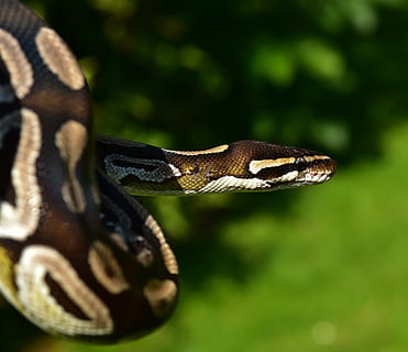 brown, white, snake, ball python, python regius, beauty, ballpyhton, mojave, head, exotic, close, constrictor, non toxic, boa, outdoor, one animal, animal themes, animal, animal wildlife, animals in the wild, reptile, vertebrate, close-up, no people, day, selective focus, focus on foreground, nature, animal body part, plant, green color, outdoors, natural pattern, animal head, poisonous, animal scale, 4K, CC0, public domain, royalty free