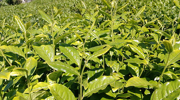 tea, tea garden, plant, tiny tree, leaves, green, the tea plantations, field, great, taylor, asian, nature, agriculture, tea plants, plant part, leaf, green color, growth, food and drink, full frame, food, beauty in nature, no people, outdoors, close-up, backgrounds, land, freshness, day, crop, tea leaves, dew, 2K, CC0, public domain, royalty free