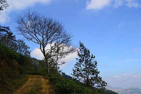 paesaggio, albero, albero morto, albero secco, cielo blu, Sri Lanka, loolecondera, ceylon, cielo, pianta, bellezza nella natura, nuvola - cielo, la tranquillità, scenics - natura, natura, scena tranquilla, scena non urbana, blu, crescita, montagna, terra, giorno, Inquadratura dal basso, nessuno, ambiente, ramo, all'aperto, 1080P, CC0, dominio pubblico, privo di copyright