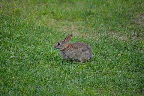 iepure, iepuras, animal, Paști, animal de companie, drăguţ, pufos, mamifer, intern, moale, urechi, cu blană, adorabil, natură, fermă, iarbă, animale tematice, plantă, un animal, animale sălbatice, Culoarea verde, teren, camp, animale în sălbăticie, animale vertebrate, iepure - animal, nici o persoana, zi, creştere, vedere laterală, selectiv, în aer liber, erbivor, 5K, CC0, domeniu public, fără drepturi de autor
