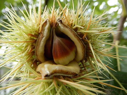 kastanier, kastanje, tæt på, plante, vækst, dag, natur, grøn farve, ingen mennesker, skønhed i naturen, selektiv fokusering, udendørs, friskhed, fokus på forgrunden, mad, mad og drikke, Mark, ro, blad, plante del, sund kost, jord, 5K, CC0, offentligt domæne, royaltyfrie