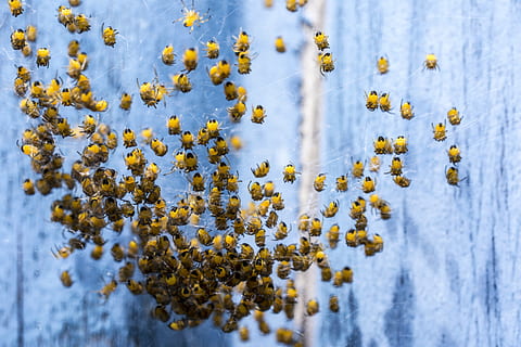 snurra, armén, makro, insekt, natur, stänga, Spindel, bo, baby spindlar, vår, spindlar, djur, annimals, växt, blomma, blommande växt, tillväxt, vinter-, skönhet i naturen, gul, inget folk, kall temperatur, sårbarhet, närbild, snö, dag, selektiv fokusering, bräcklighet, lugn, beläggning, friskhet, utomhus, lav, blomhuvud, 5K, CC0, offentligt domän, royaltyfria