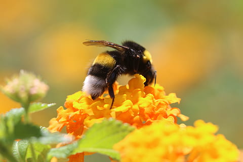 bumble, arrelament d’abelles, groc, fotografia de primer pla de flors, abella, flor, primavera, verd, macro, primavera, verd, naturalesa, planta, jardí, insecte, animals a la natura, un animal, temes d'animals, planta amb flors, invertebrat, fauna animal, animal, pètal, bellesa a la natura, fragilitat, cap de flor, vulnerabilitat, primer pla, frescor, polinització, cap gent, Abellot, a l'aire lliure, pol·len, 5K, CC0, domini públic, lliure de regalies